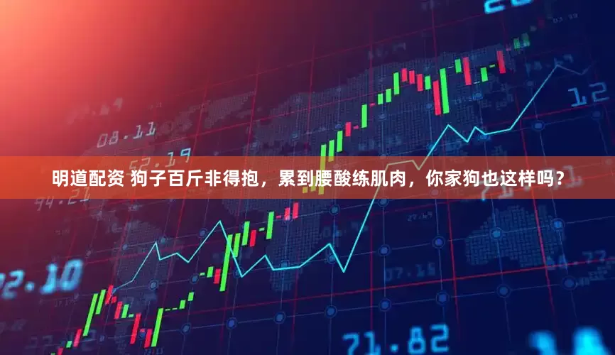 明道配资 狗子百斤非得抱，累到腰酸练肌肉，你家狗也这样吗？